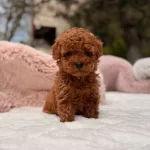 Toy Poodle Sevimli Yavrular