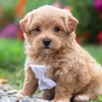 Maltipoo Cinsi Yavrular Ev Uretimi