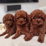 Kore Toy Poodle Bebekler Kg Garantili Red