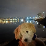4 Aylık Maltipoo Yavrumuz