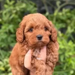 Korea Maltipoo Bebeklerimiz