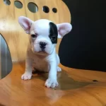 French Bulldog Bebeklerim