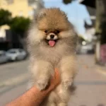 Gülen Surat Ayicik Pomerian Boo