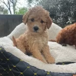 Kahve Tonlu Maltipoo Cinsi