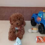 Toy Poodle Ankaranın Prensesi Orjinal Irk Garantili