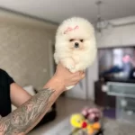 Orijinal Boo 2 Disi Ve 2 Erkek Bebekler