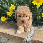 Kıvır Kıvır Safkan Maltipoo Yavruları