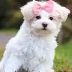 Maltese Terrier Cinsi Yavrular