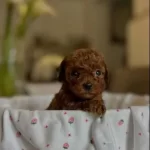 Kore Toy Poodle Yurt Dısından Geldiler