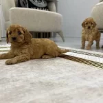 Muhteşem Sevimli Toy Poodle