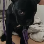 Yavru French Bulldog