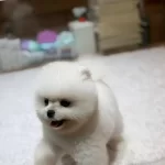 Teddybear Pomeranian Yavrularımızzzz