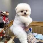 Mini Minnacık Pomeranian Yavrularımıızz