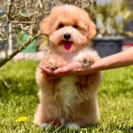 En Sevimli Maltipoo Yavruları Sizleri Bekliyor