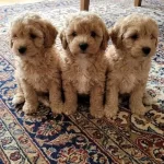 A Kalite Maltipoo Bebekler