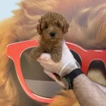 Gerçek Kore Toy Poodle Yavrularımız