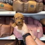 Tea Cup Kore Toy Poodle Bebeklerimiz