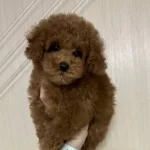 Toy Poodle Sevimli Yavrular