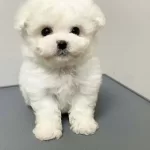 Kar Beyaz Maltese Terrier