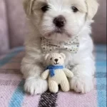 A Kalite Maltese Terrier