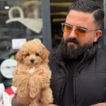 Tatlı Maltipoo Ankara