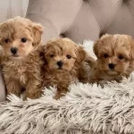 Maltipoo Cinsi Yavrular Ev Uretimi