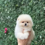 Pomerrian Boo Yavrular