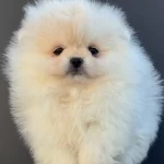 Pomeranian Yavrularımız