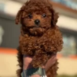 Show Kalite Tea Cup Kore Poodle Yavrularımız