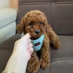 Saglik Irk Garantili Toy Poodle Bebekler