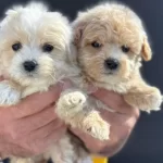 Minik Maltipoo Yavrularımız
