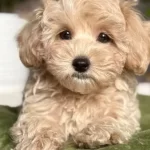 Maltipoo Cinsi Yavrular Ev Uretimi