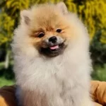 6 5 Aylık Secereli Disi Pomeranian