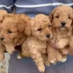 Minyatur Minnaklarım Teslime Hazır