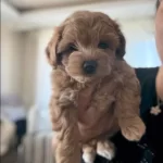 Irk Garantili Maltipoo Yavrularımız