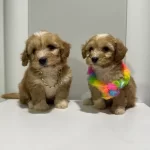 Kore Maltipoo Yavrularımız