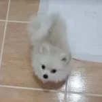 Sevimli Pomeranian Pompisler