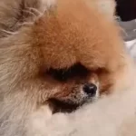 Bomba Erkek Tedy Pomeranian