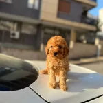 Irk Garantili Yavrularımız