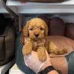 Irk Ve Saglik Garantili Toy Poodle Yavrulari