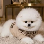 Ayıcık Yüz Pomeranian Boo Erkek