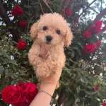 Teacup Maltipoo Yavrularım