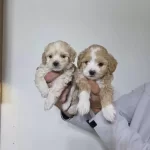Maltipo Minnaklarım Teslime Hazır
