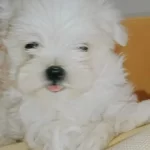 Kif Secere Anne Baba Canta Boy Maltese