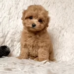 Kahve Tonlu Maltipoo Cinsi Yavrular
