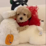 Super Mini Kore Kan Maltipoo