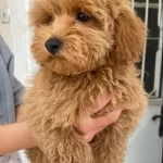 Mini Boy Maltipoo Oglumuz