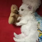 Maltese Terrier 2 Disi 1 Erkek Anne Baba Bana Ait Bebeklerim