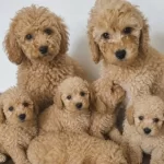 Toy Poodle Bebeklerimiz