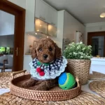 Ev Dogumu Poodle Bebekler